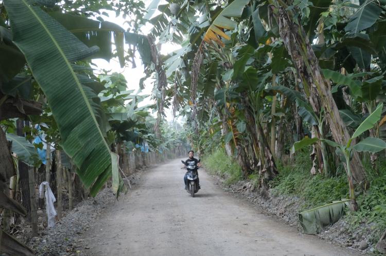 A villager drives a scooter on a path between banana fields.