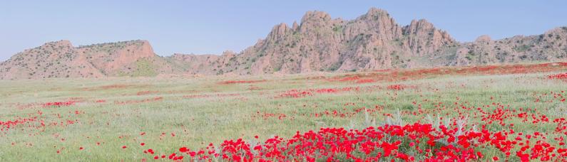 Mohnblumen auf dem Sinjar Mountain
