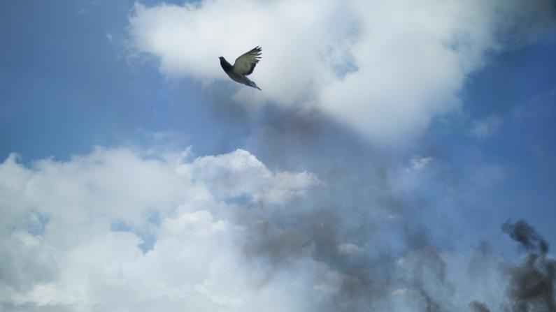 Taube fliegt an wolkigem Hintergrund entlang